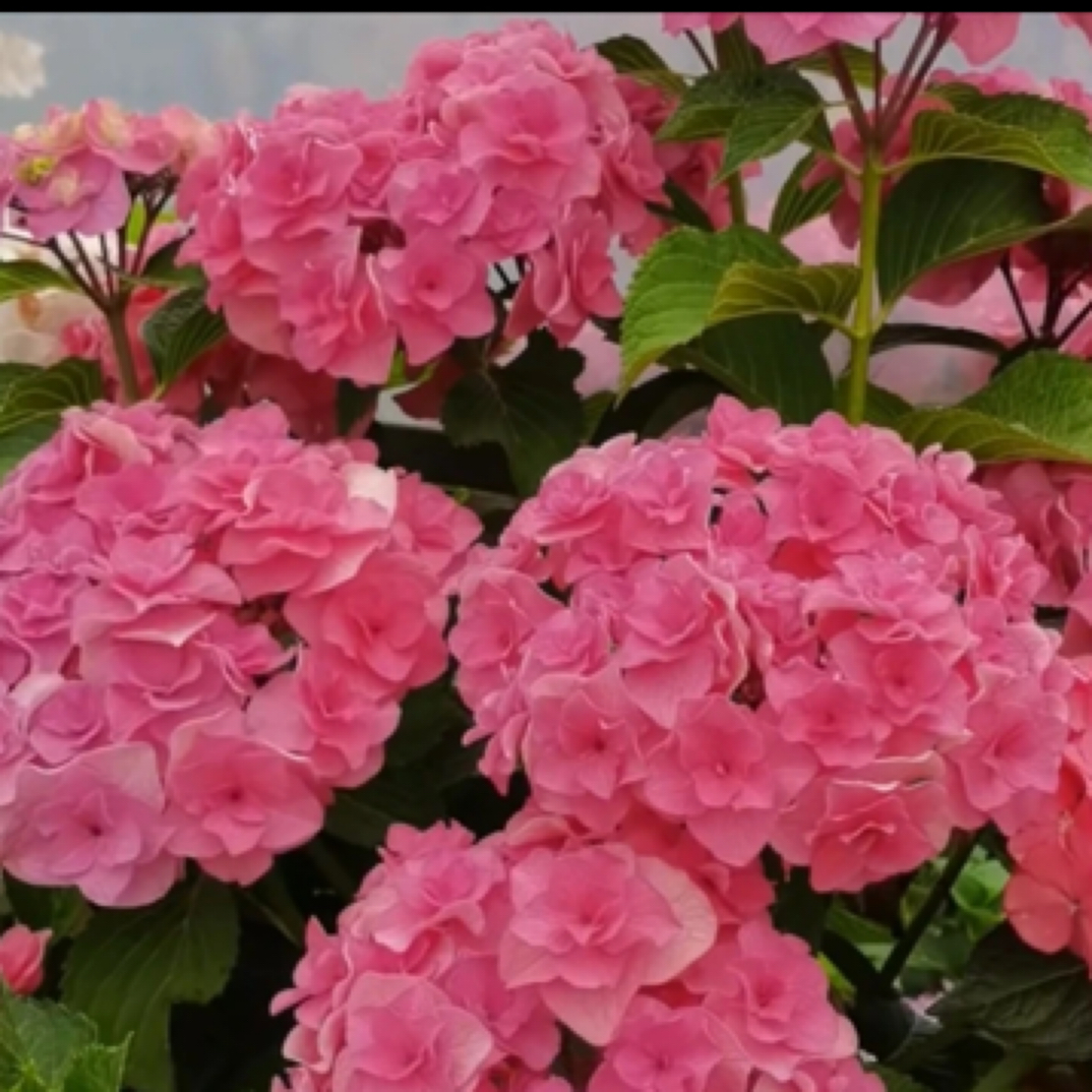 雷王-八仙绣球花露天苗老桩粉色青苗室外好养活庭院别墅花卉