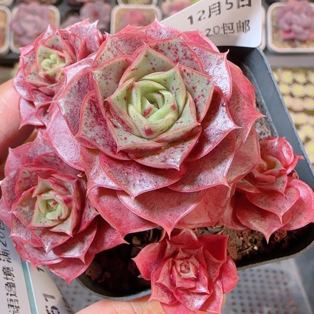 花语多肉1205-355罗西马