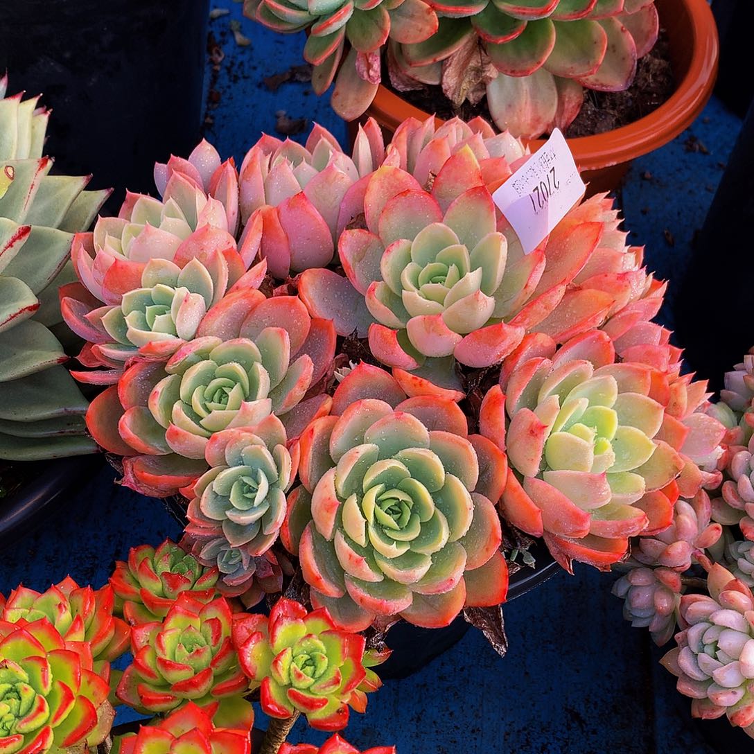 随***飞    丝绸面沙多肉27027