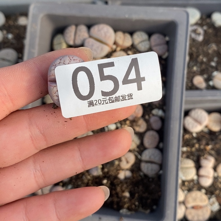 ****️生石花等植物的生长054