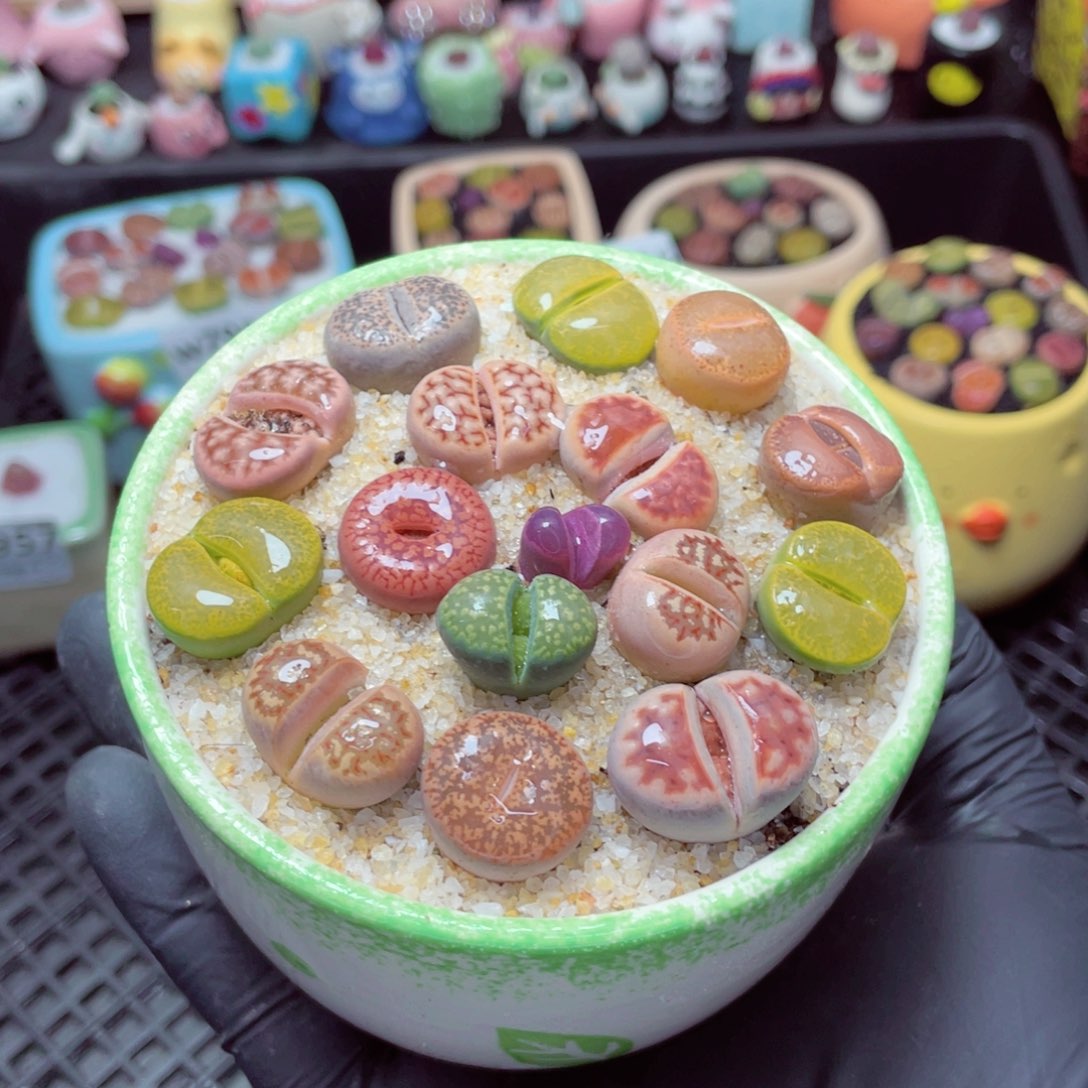 w7961--带盆土发货，零下地区拍保温箱