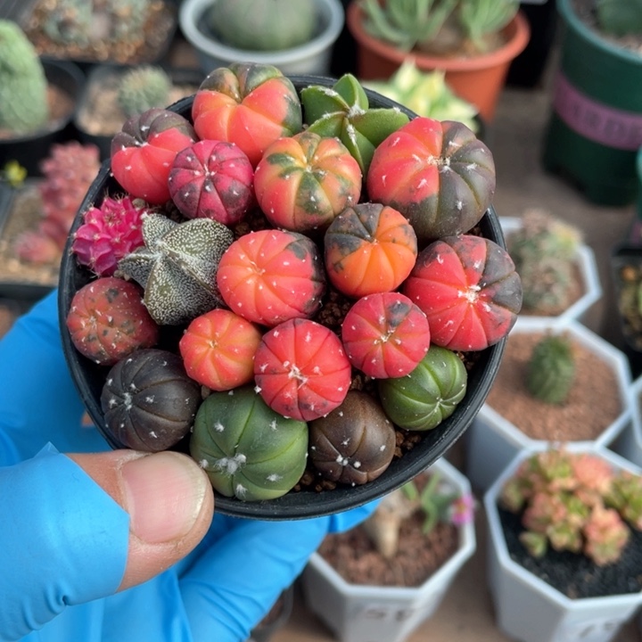 973实生糖果兜锦一盆