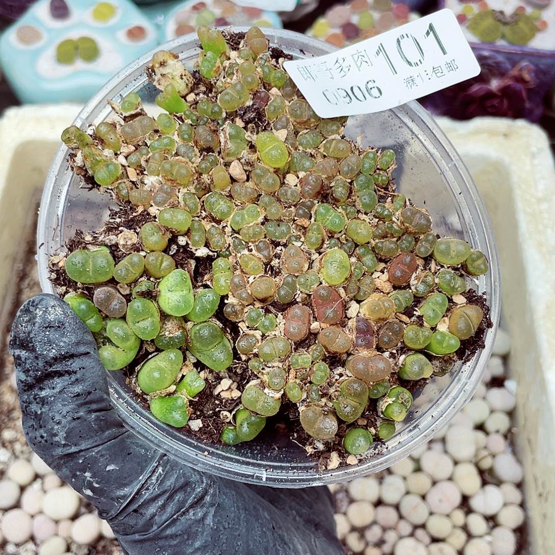 生石花18包邮0906-101