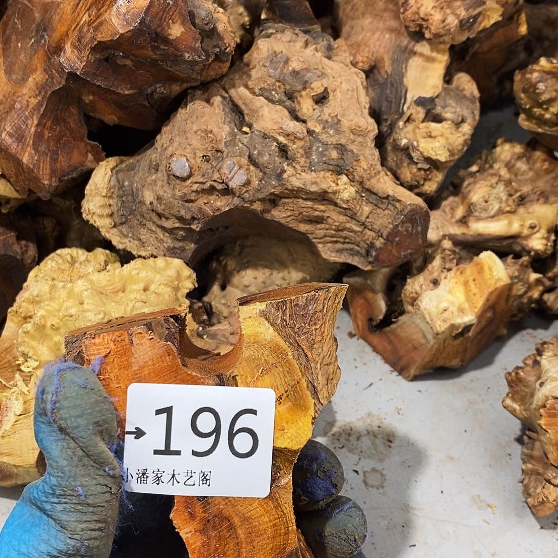 香榧木发*树火琉璃……火琉璃