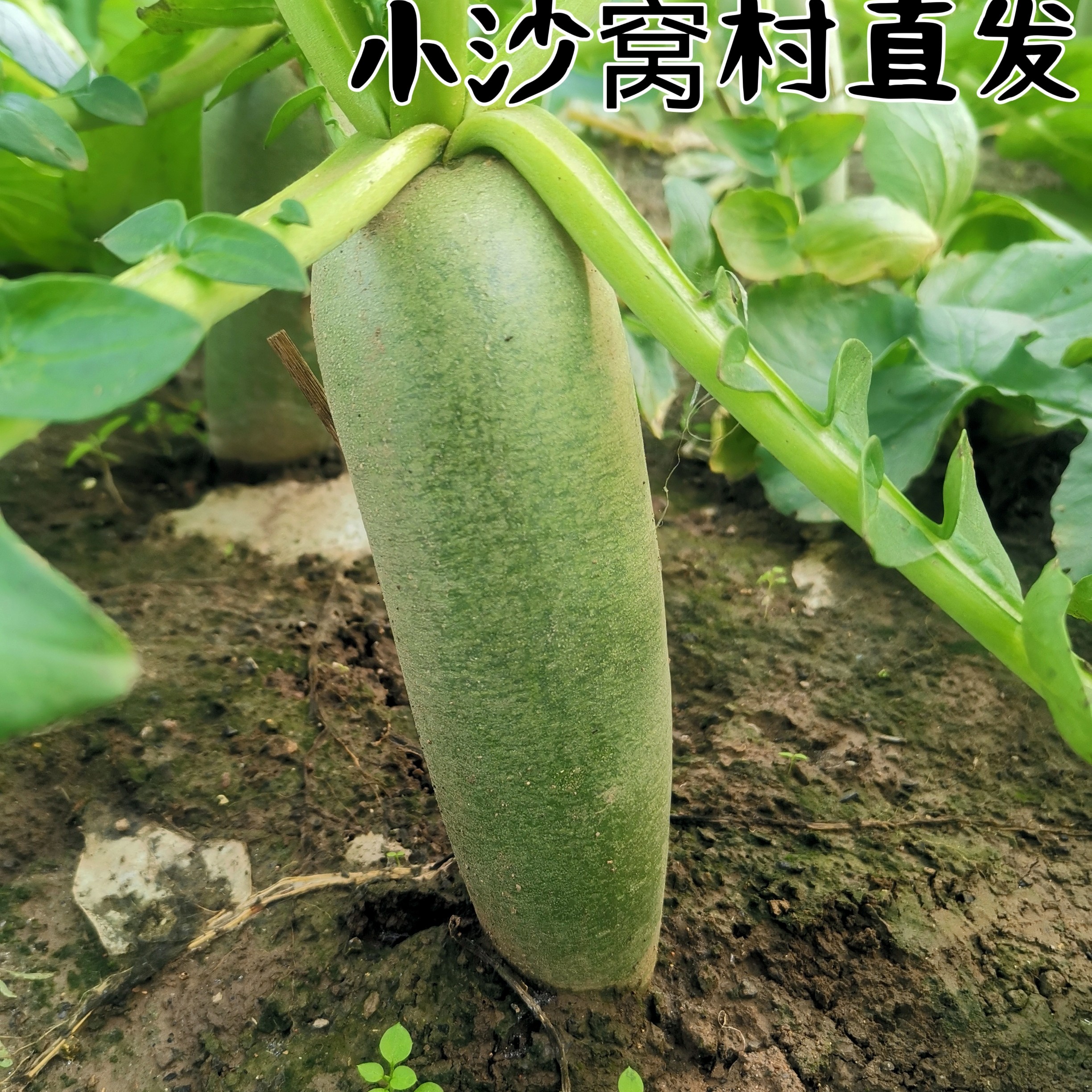 正宗天津沙窝水果天星02号萝卜脆甜爽口