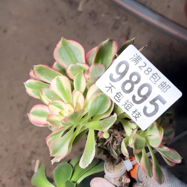 海神多肉植物法师9895无根