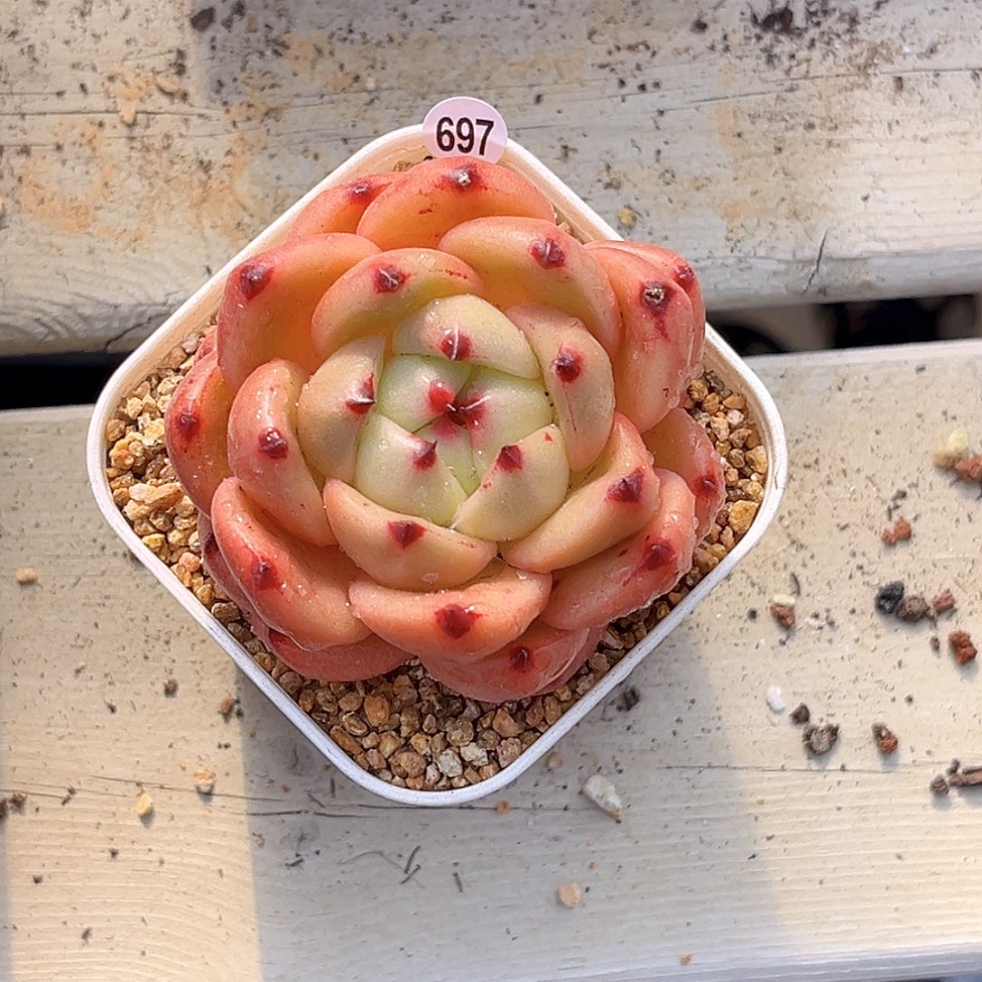 697  安可珍妮多肉