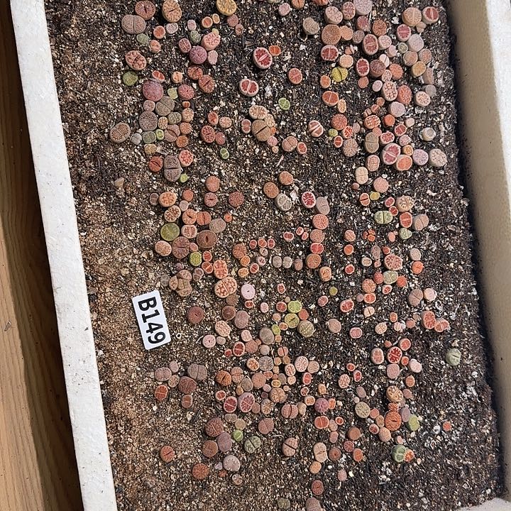 生149石花整框脱土发货不售后