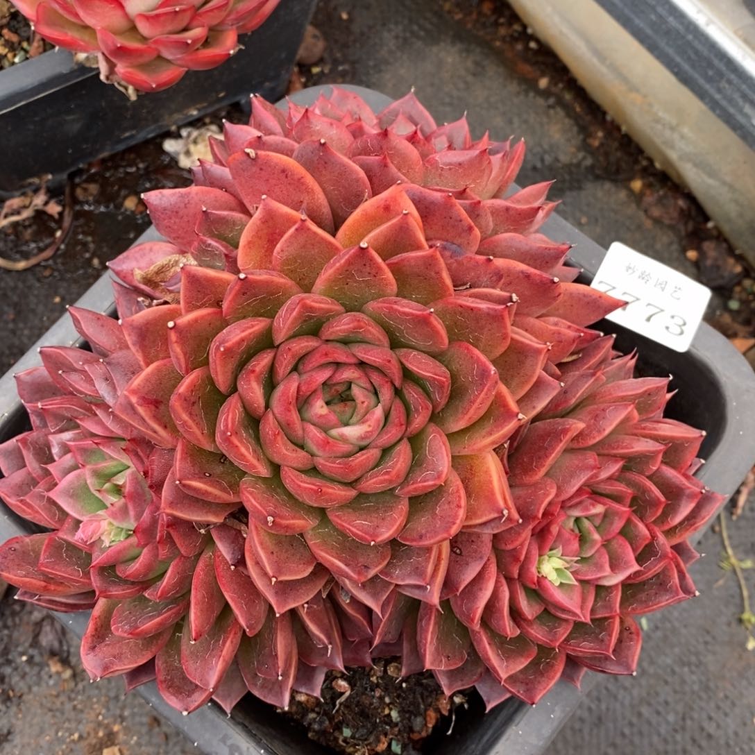 7773杂交多肉老桩基地