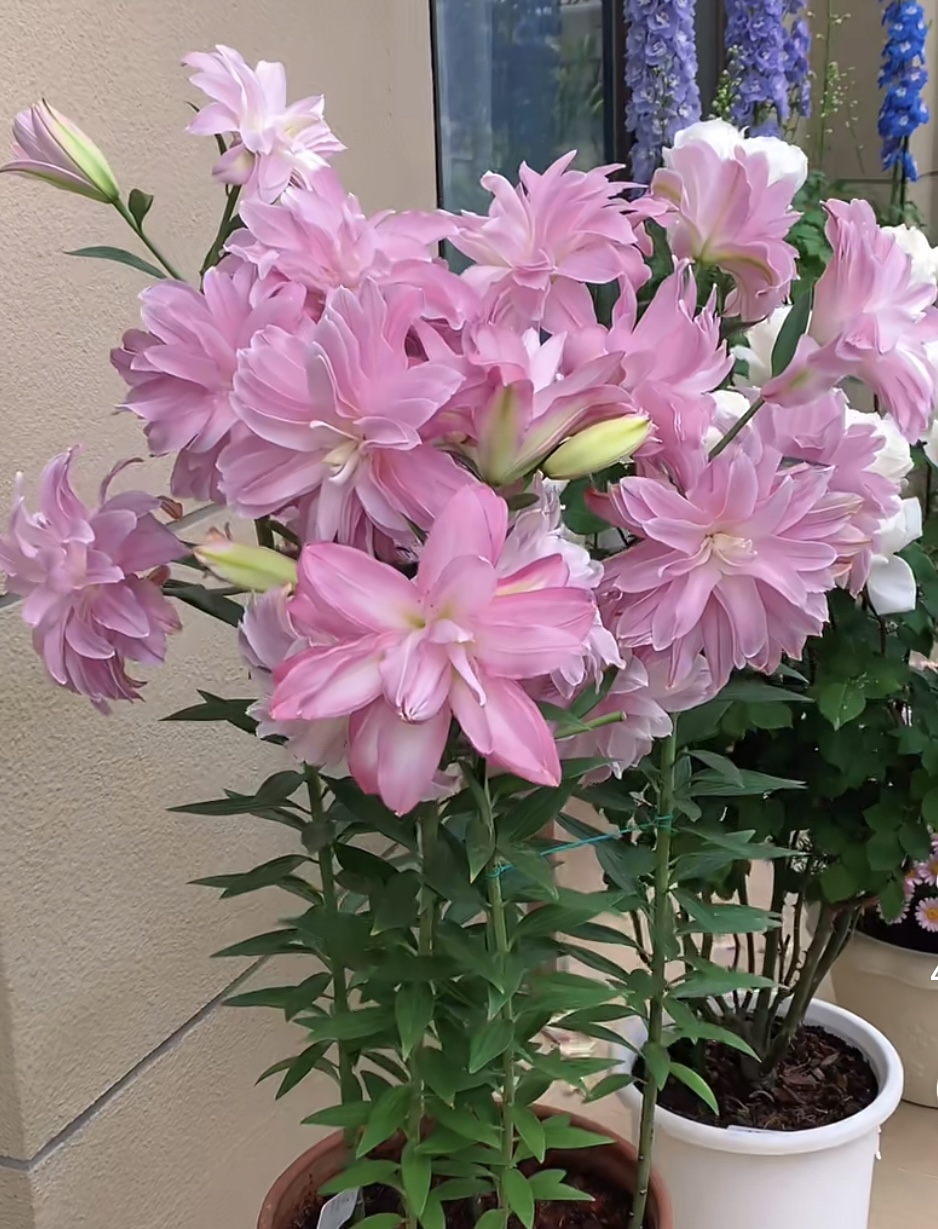 1颗莲花微风百合种球荷兰进口