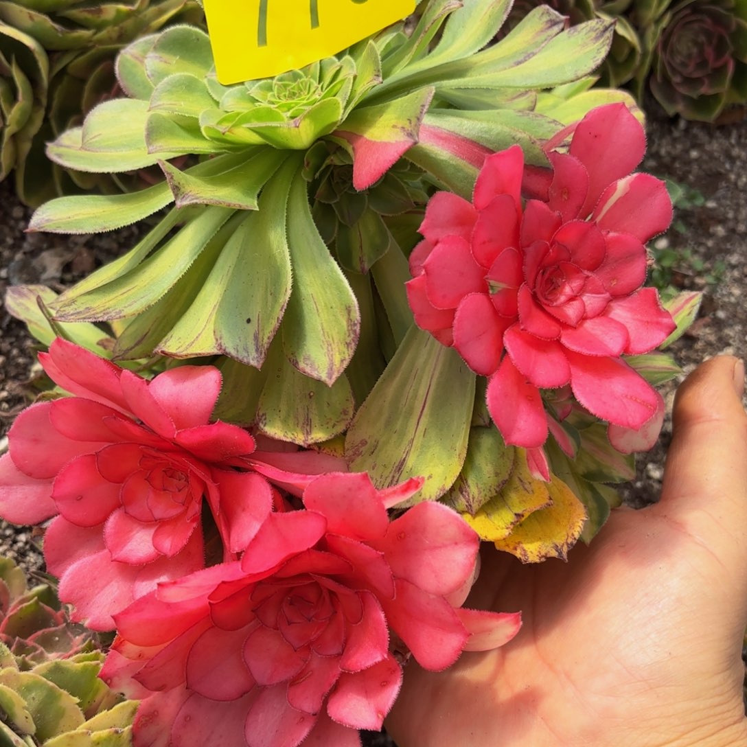 哈哈多肉葡萄福利776