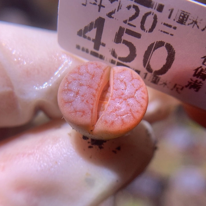 精品生石花220.450粉拿铁