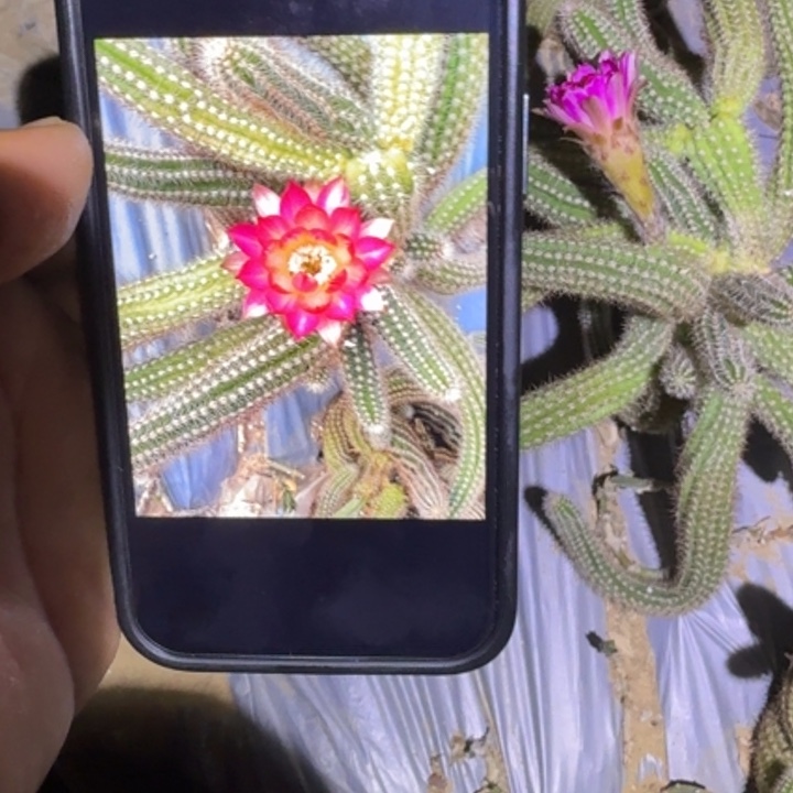 白檀仙人掌907侧芽一个