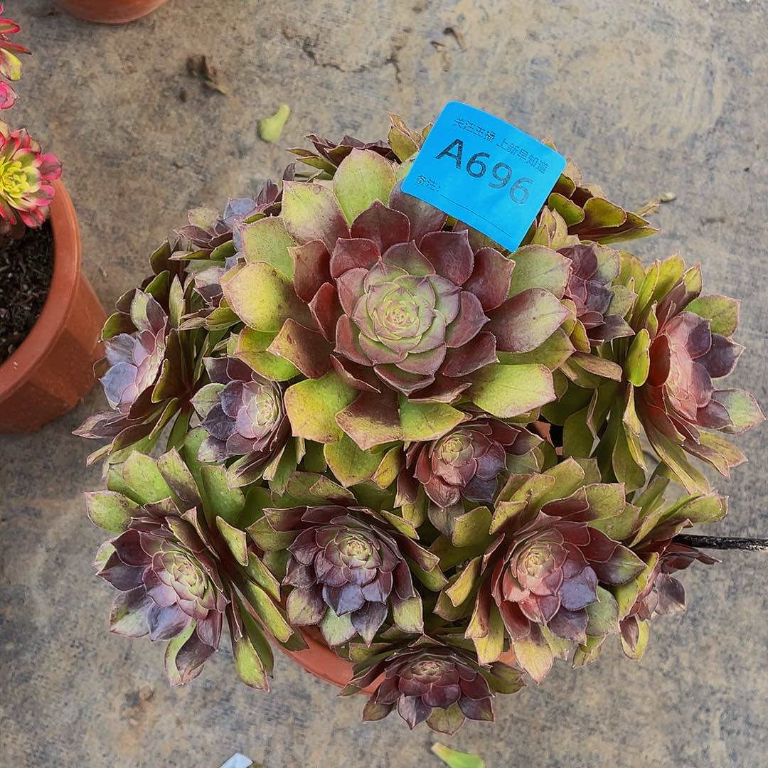 红魔跳化石696拖土发货