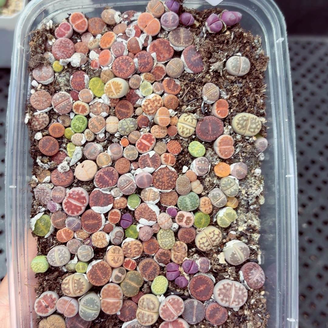 8385––零下地区需拍保温箱