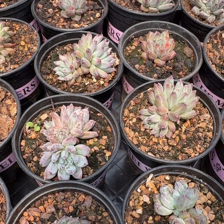 小仙女必备美人系多肉植物2颗