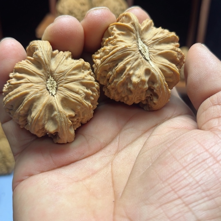 完全开放5*8白狮子