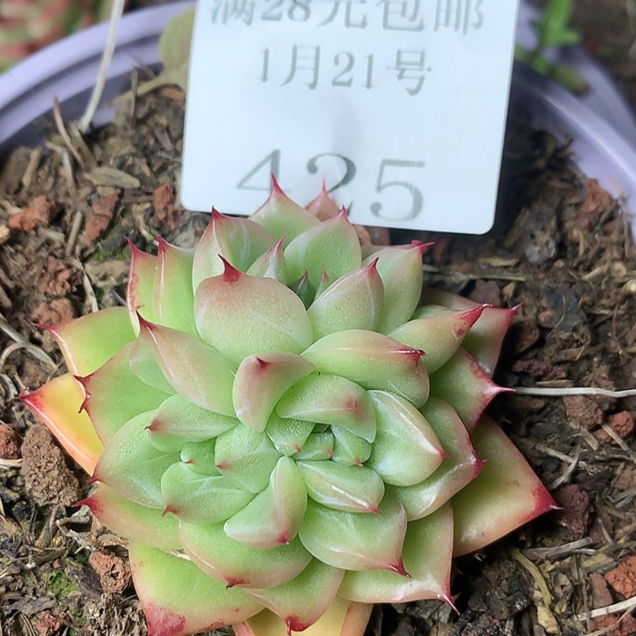 【闪购商品】云425