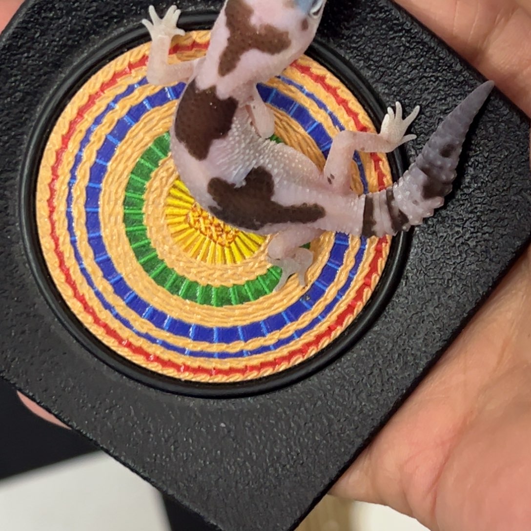 肥尾守宫奶奥祖3基因