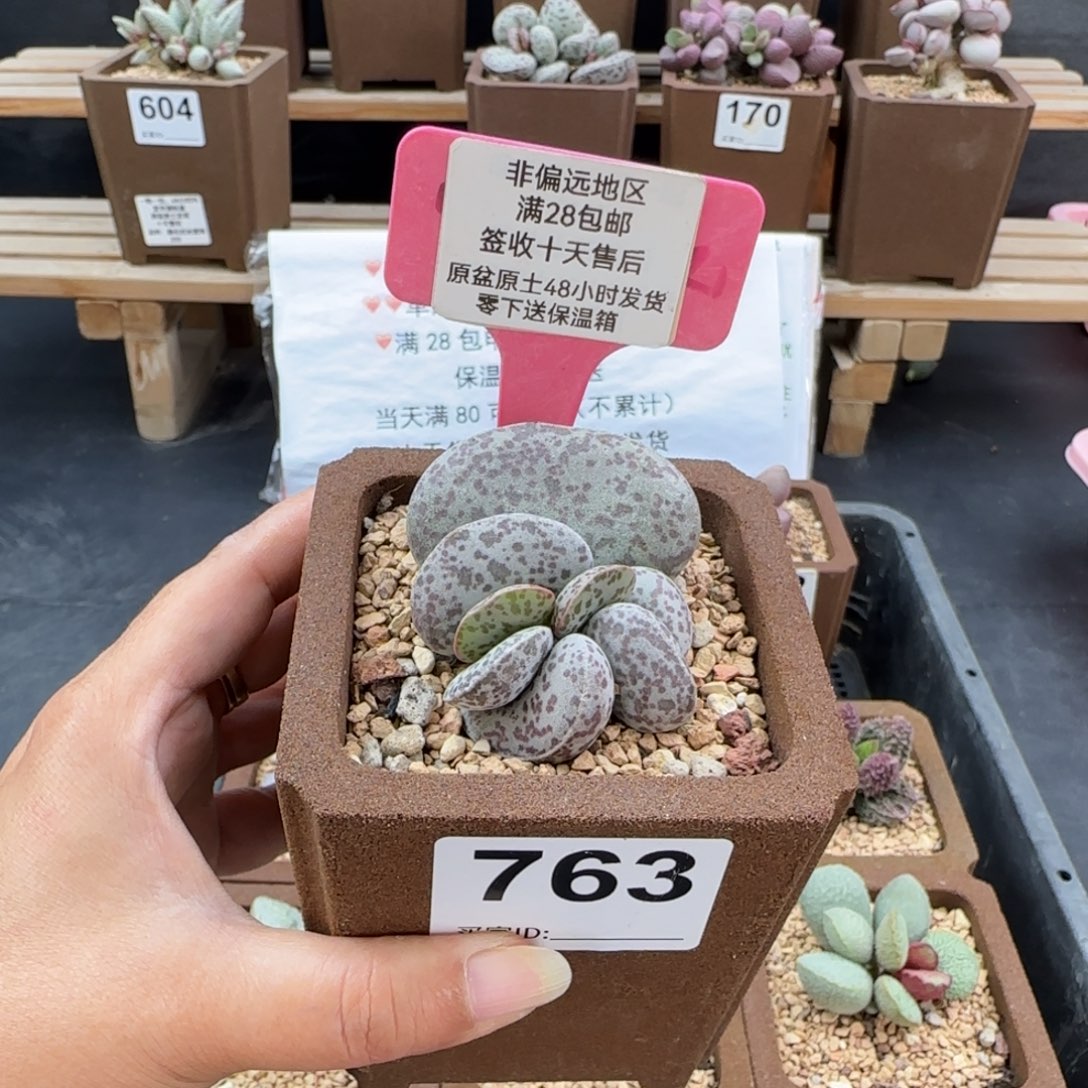 763花旦多肉的植物