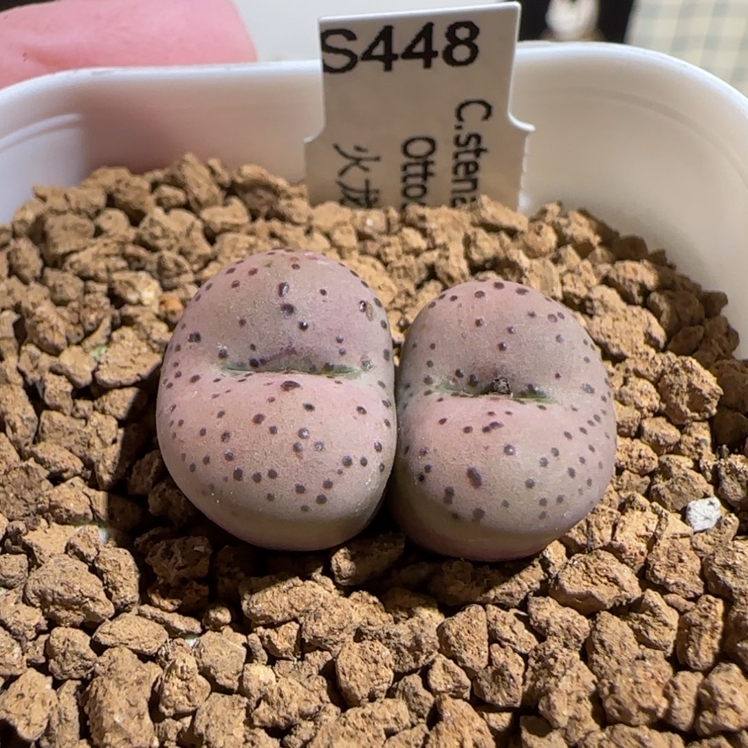 肉锥多肉植物组合-火龙果137