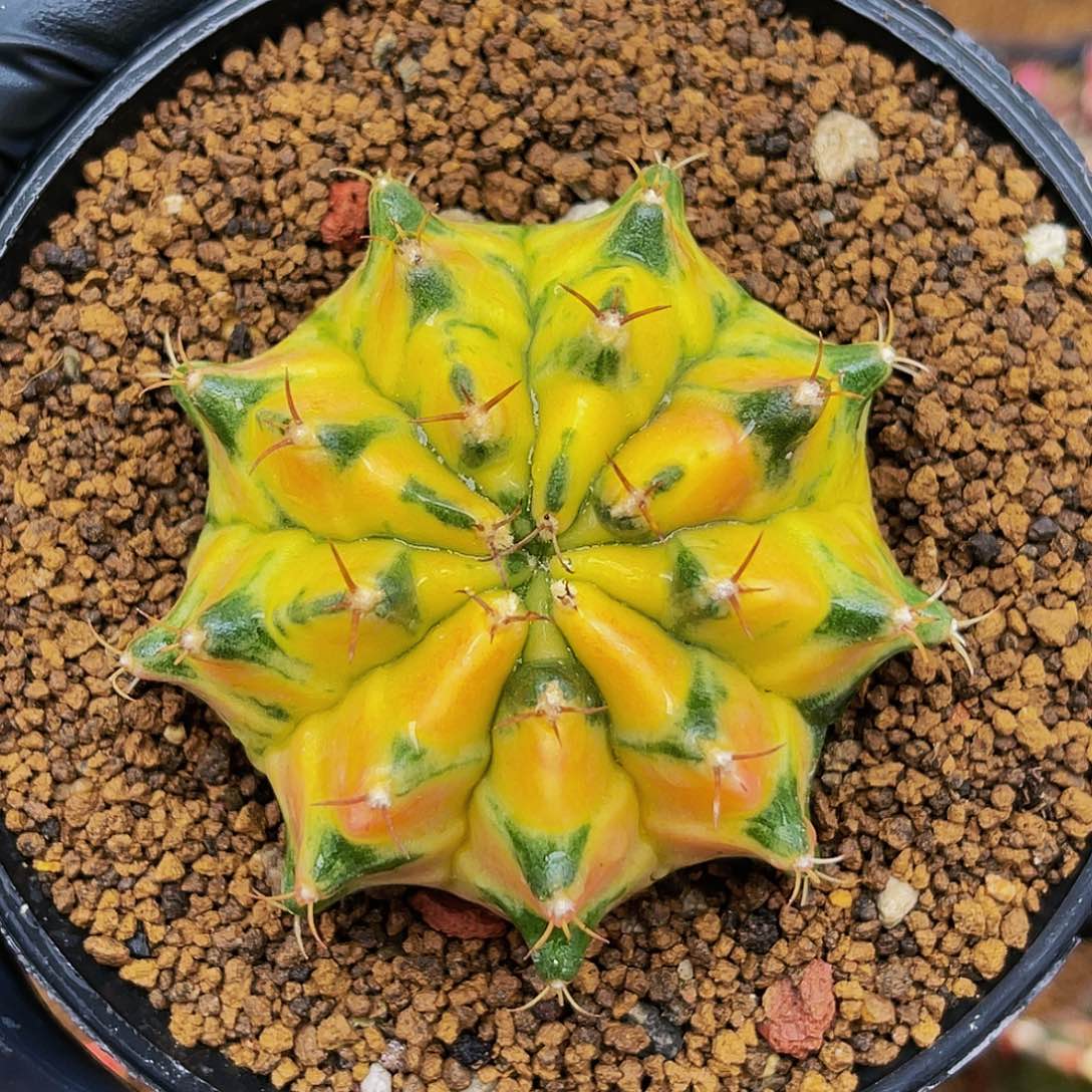 米哈实生哈哈哈哈哈哈