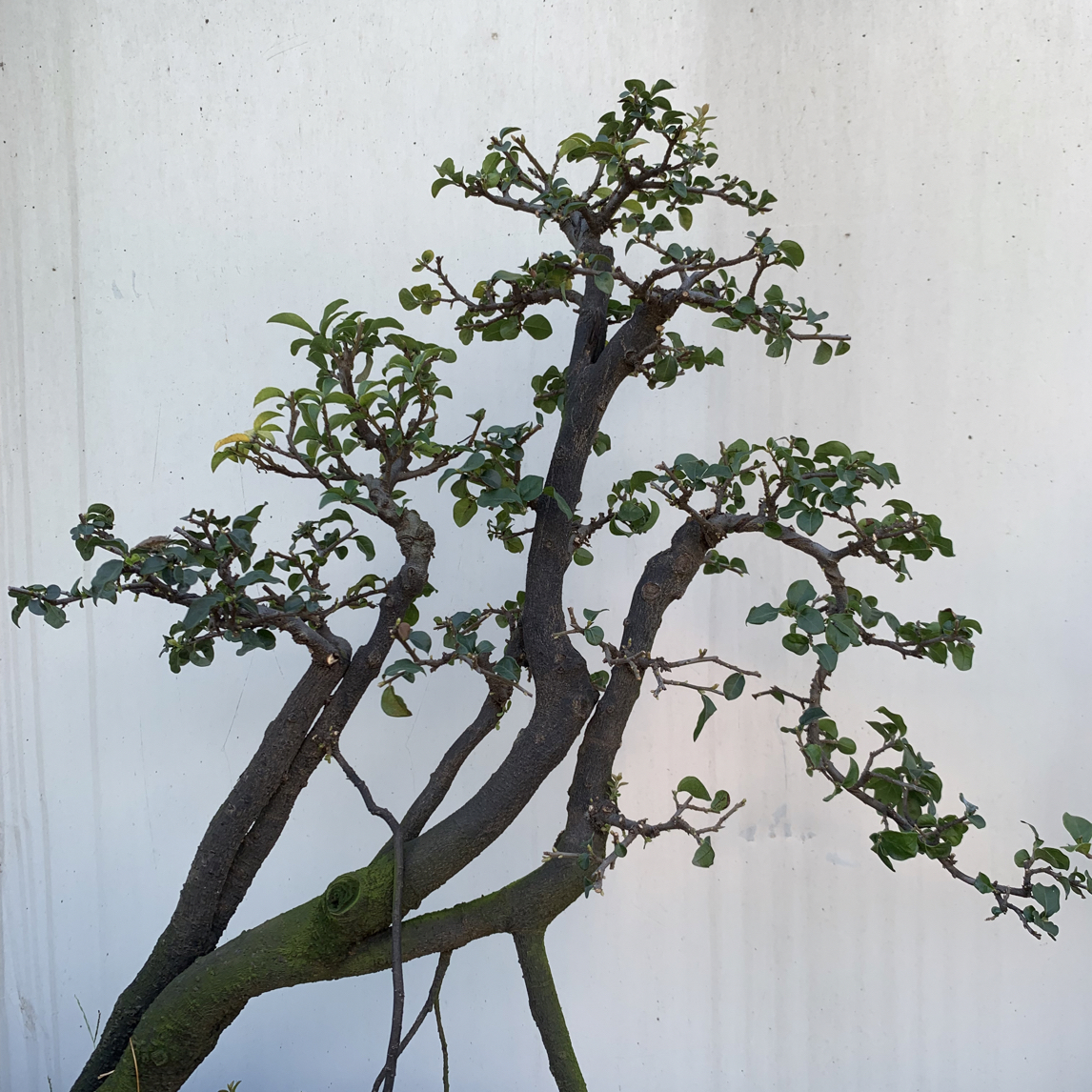 金弹子盆景适合阳台庭院办公室茶台摆放，一物一拍。