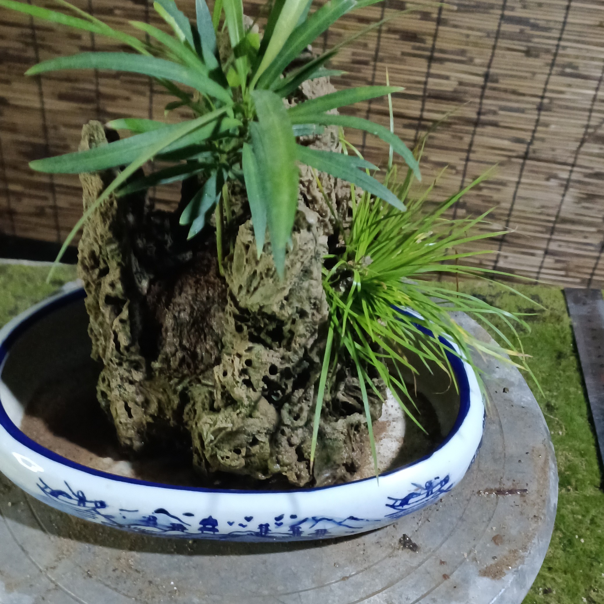 天然吸水石盆景可用于室内庭院绿植鱼缸造景