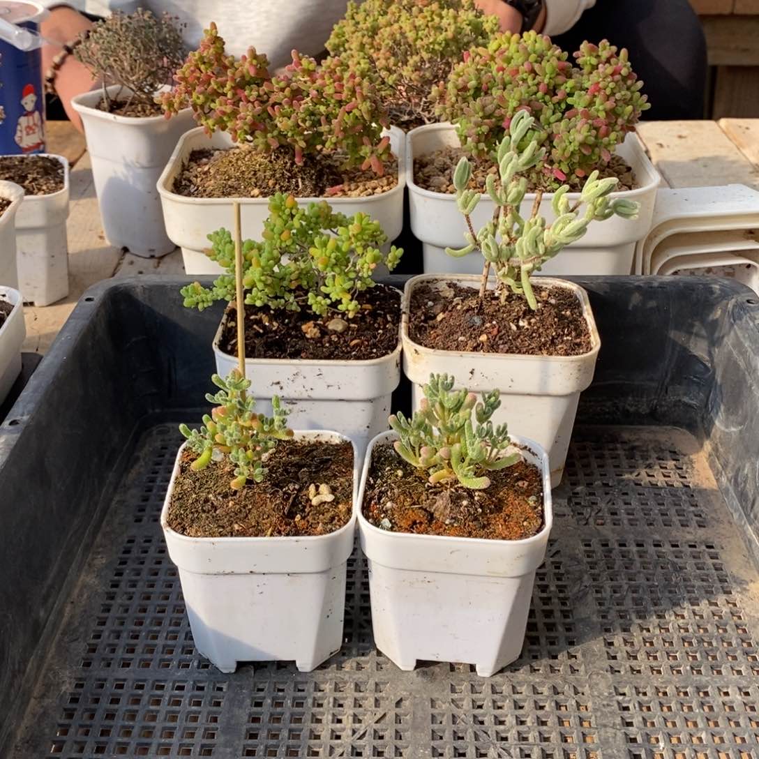 枝干番杏多肉植物887