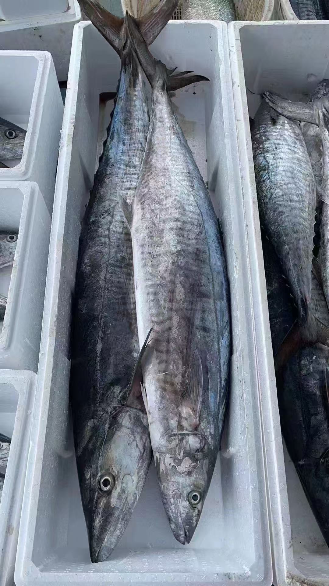 {小琪专属}7斤正宗马鲛鱼 整条切片新鲜速冻 顺丰包邮 博贺港