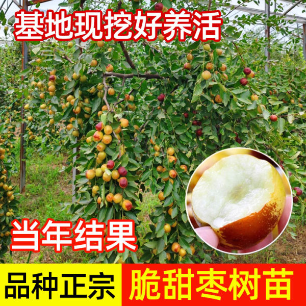 枣树活苗果树南方北方带土球种植嫁接冰糖枣特大超甜沾化冬枣苗树