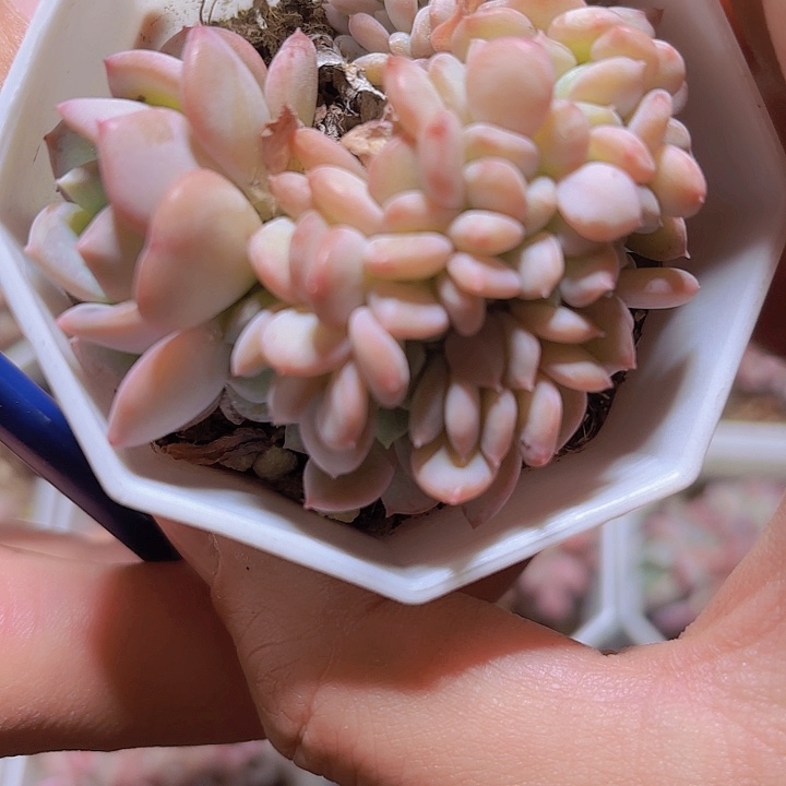 暗*局精品粉珍妮缀多肉植物