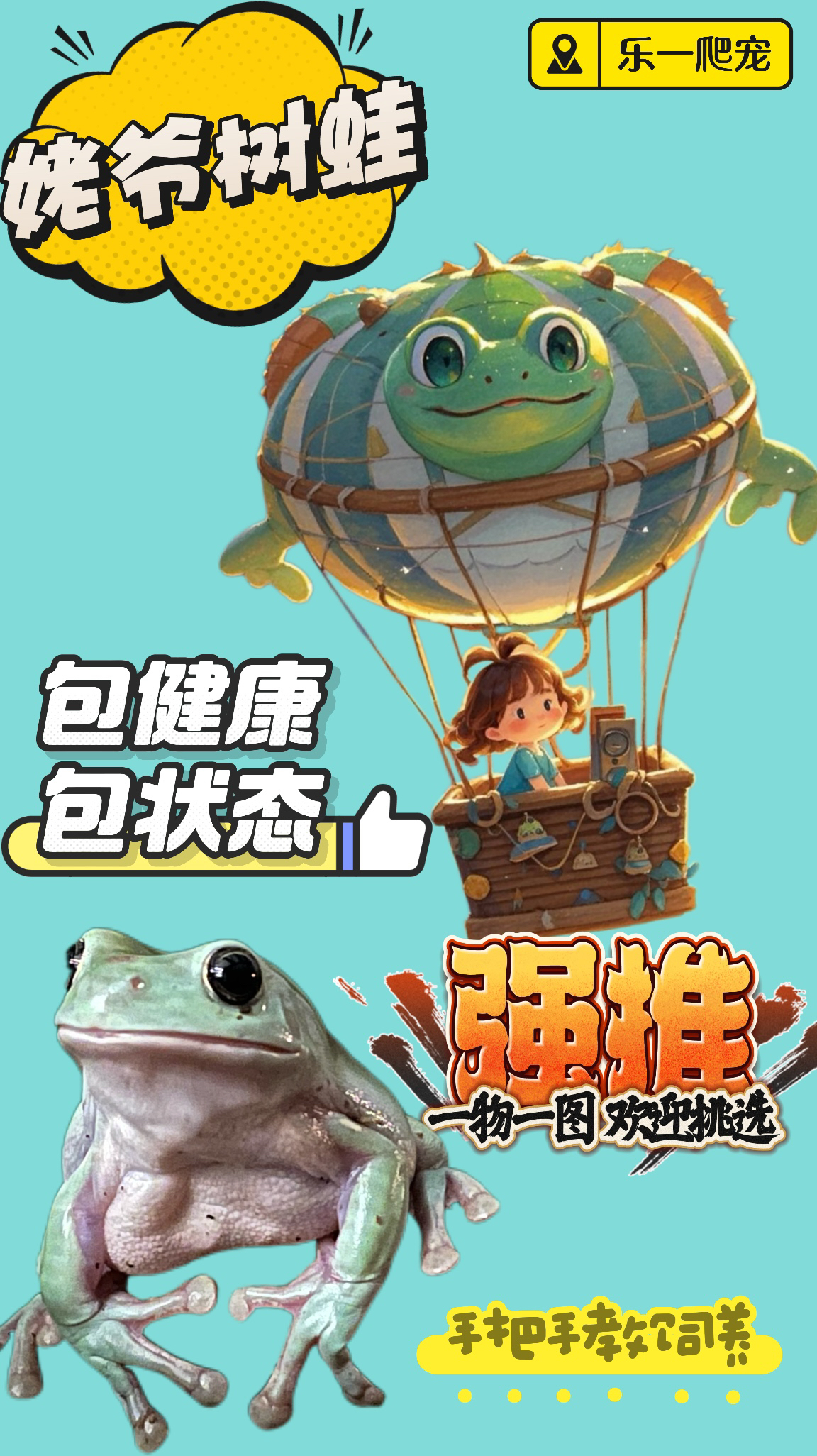 【乐一爬宠】印尼姥爷树蛙新手入门绿姥爷蓝姥爷桌面爬宠