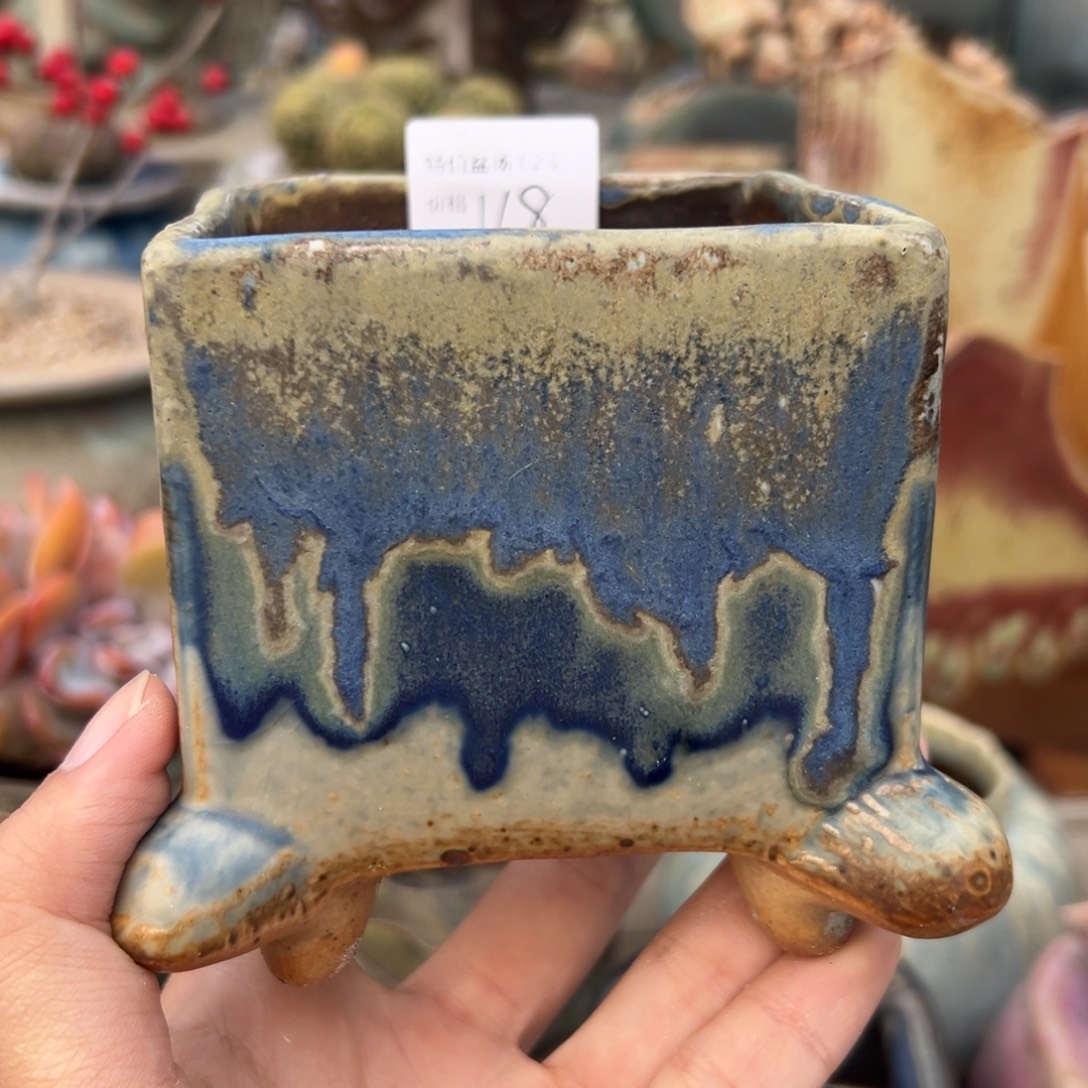 1987多肉植物孤品盆025