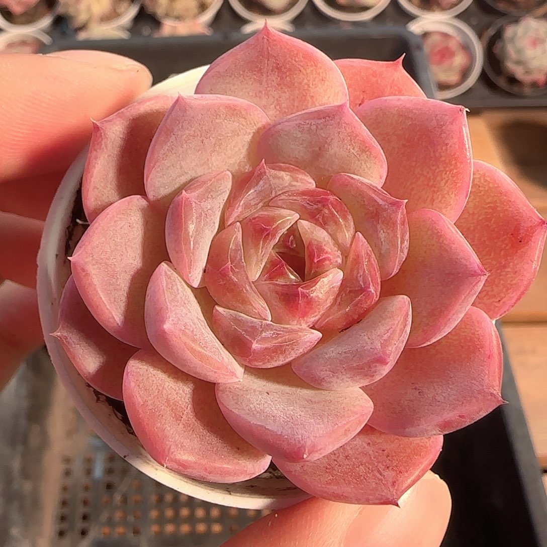 多肉1201-117糖心糖心