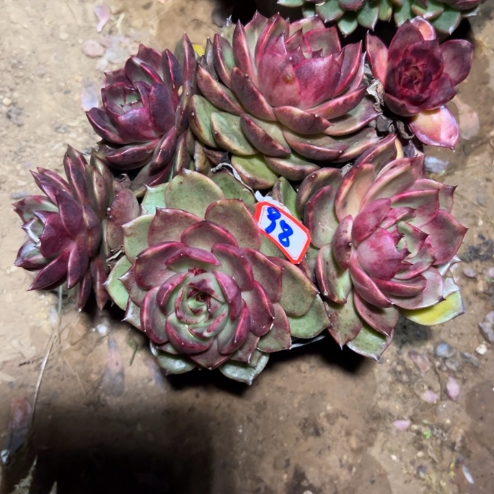 奥***蓬精品多肉植物老桩