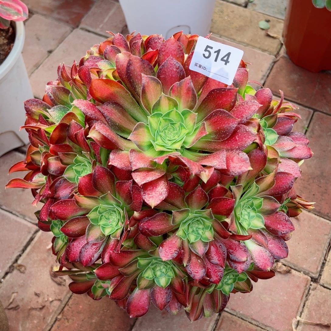 514韶华法师多肉植物