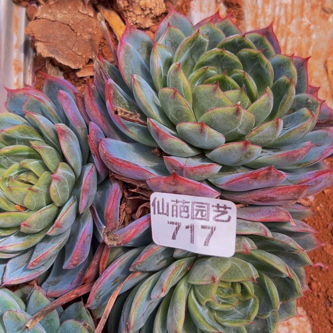 717dr呜呜呜好可爱的宝宝