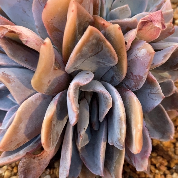 暗*我是真的很喜欢