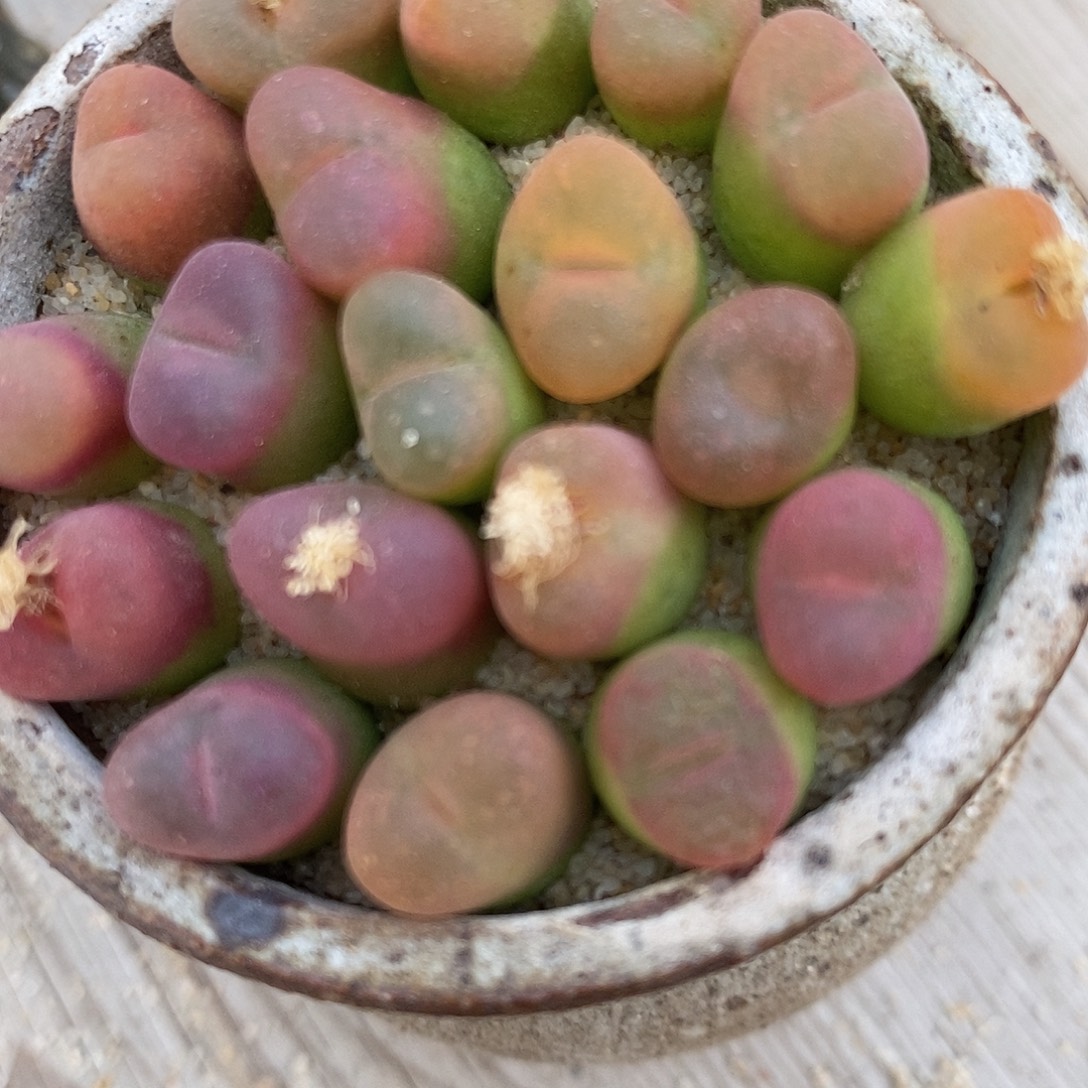 285小超毛一组。     