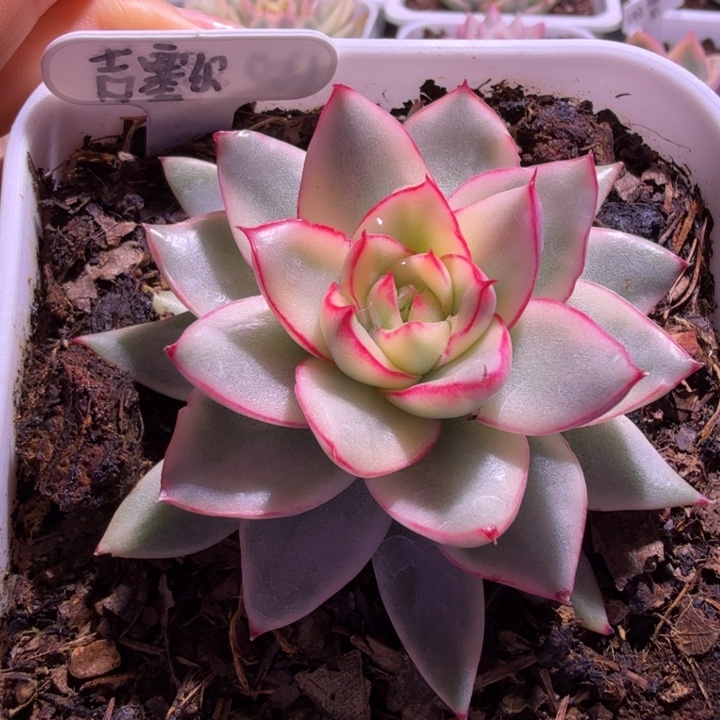 吉赛尔锦多肉植物