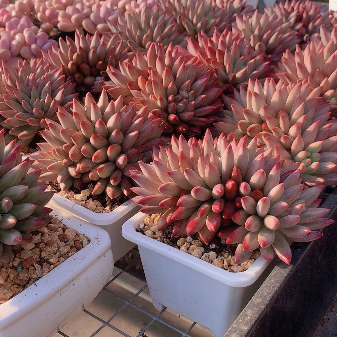 羽毛纹虞美人00000000000000000