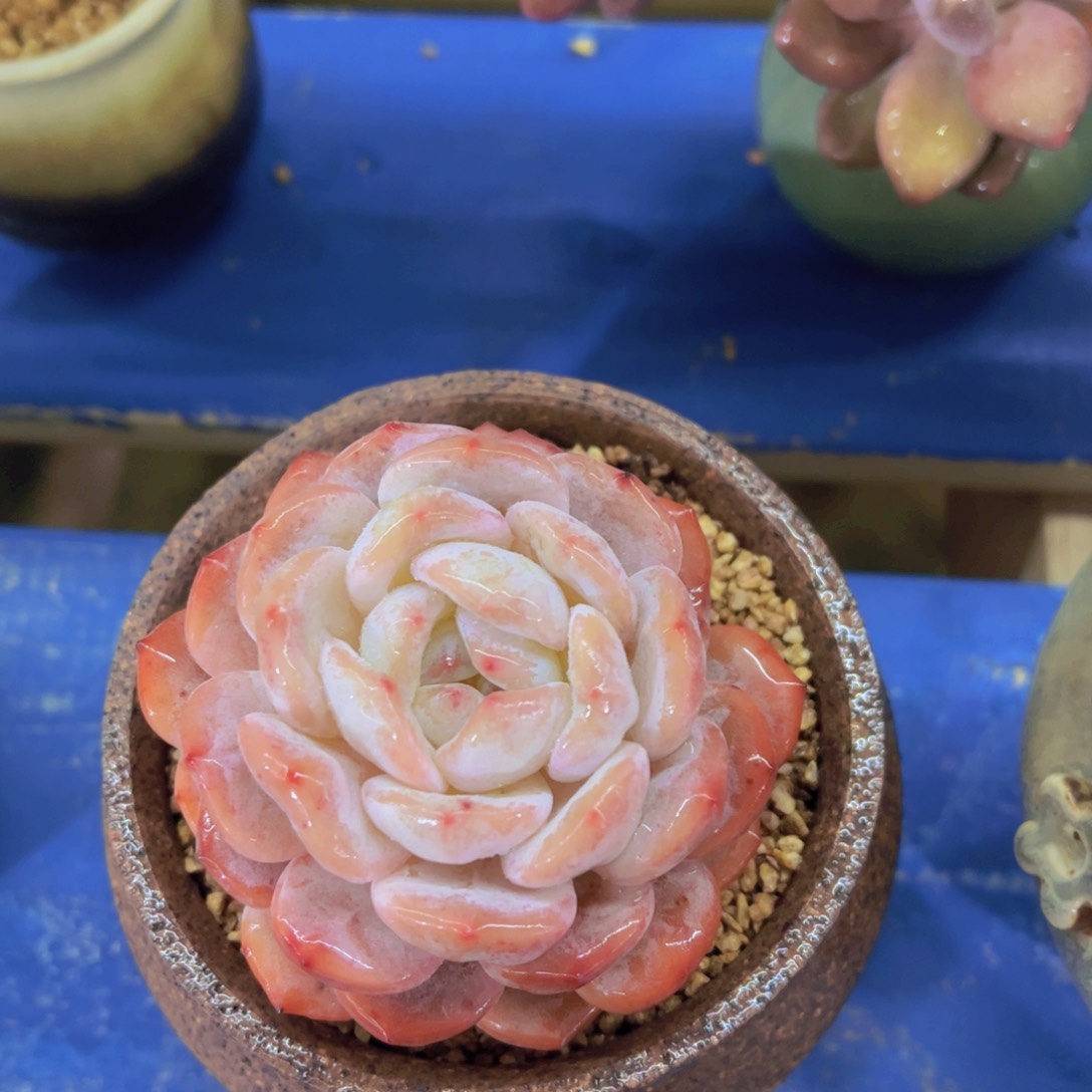 吐****了雪天使，多肉植物