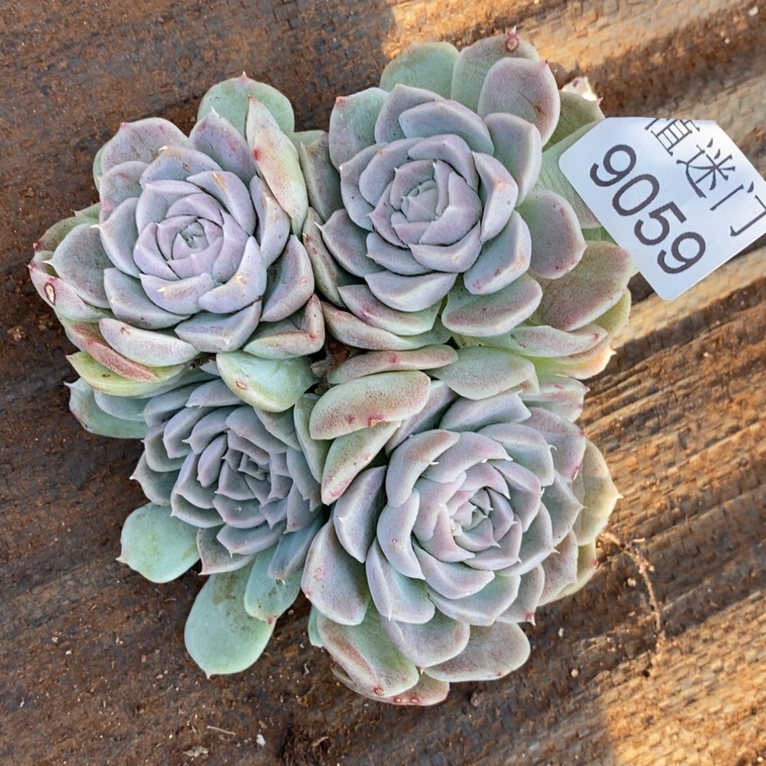 橙***子杂交精品多肉9059~12厘米