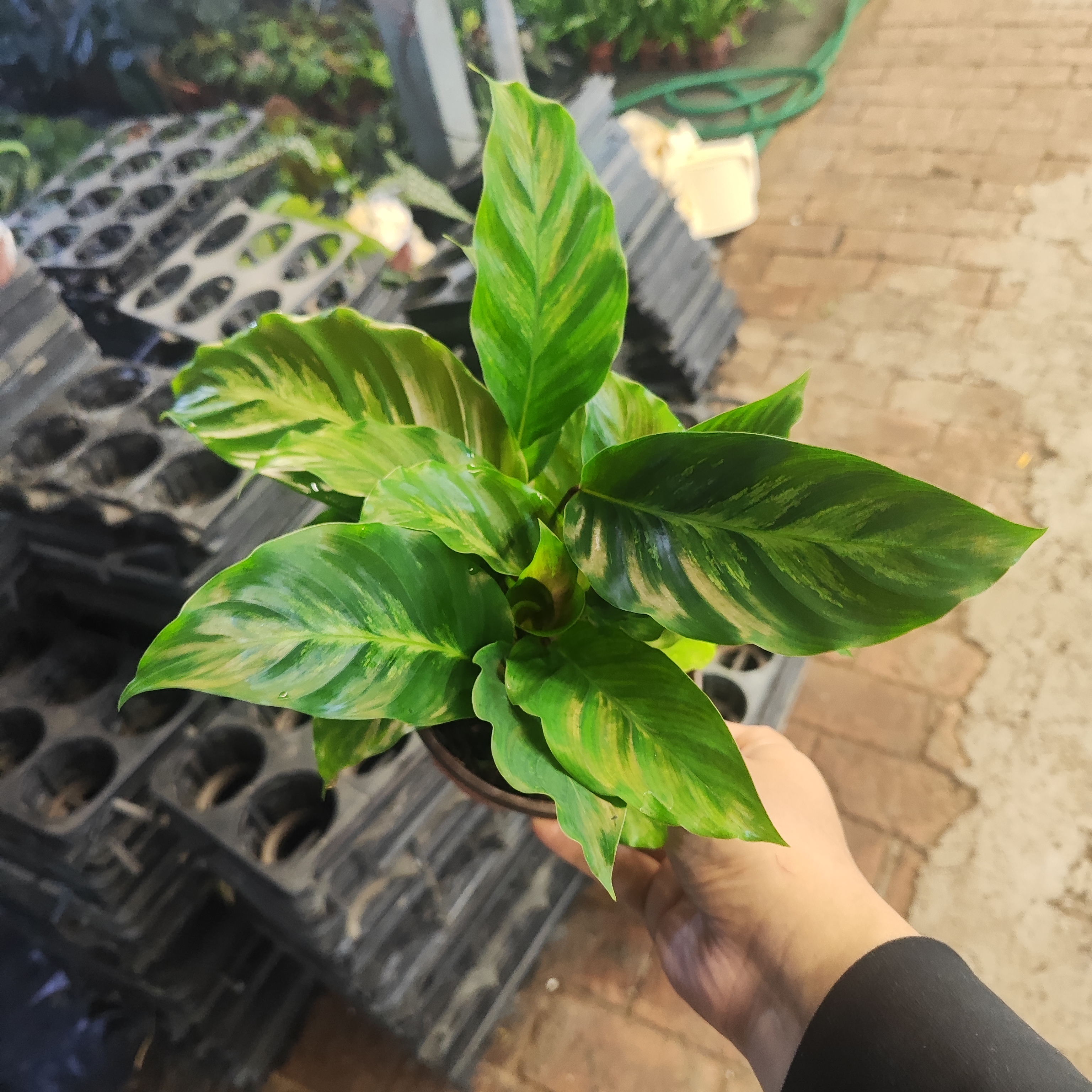 退锦白油画竹芋盆栽北欧风室内绿植好养观叶植物客厅阳台装饰