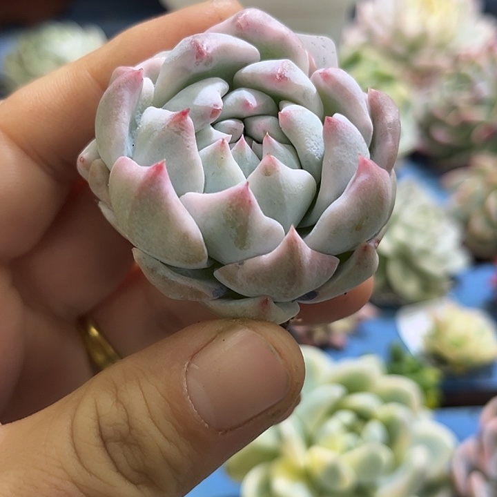 523粉吉锦炸多肉植物