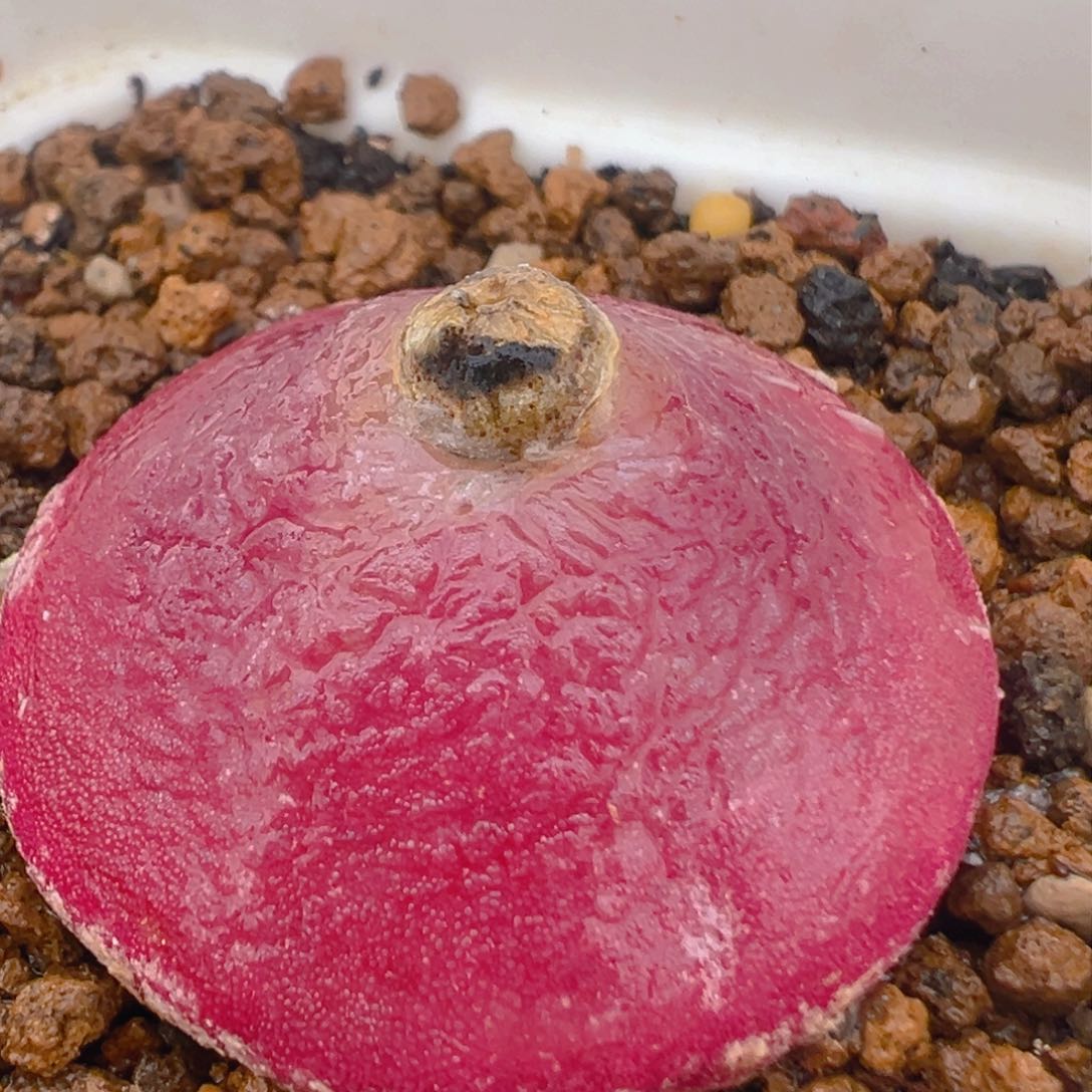 71多肉植物百科大灯泡