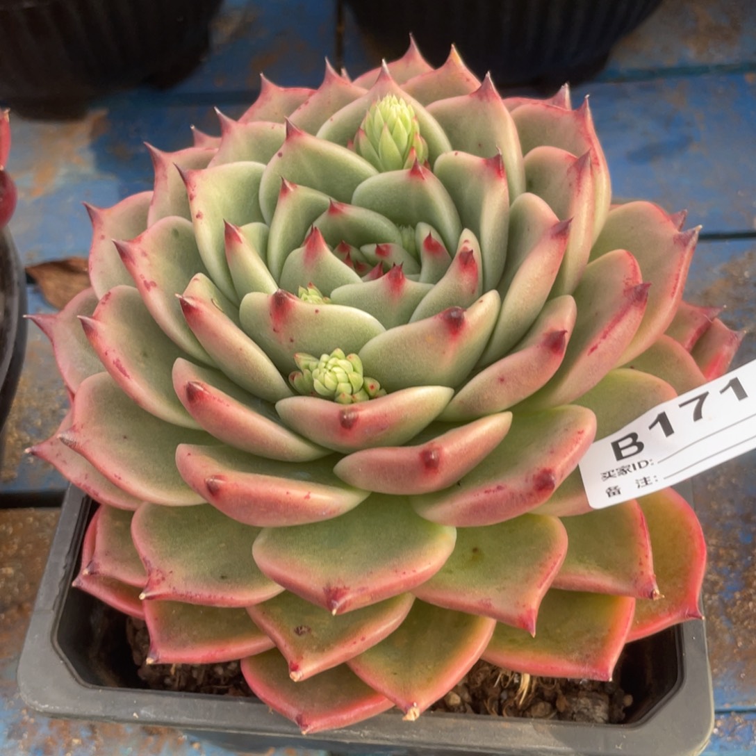 无花朵若如东云单拍B171