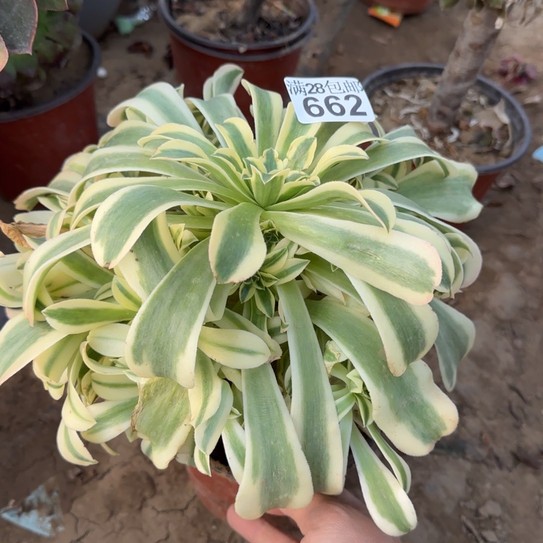 绿豆沙多肉662满28包邮断枝不包