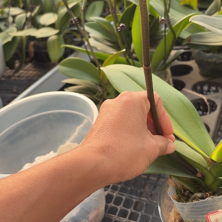 天***云完全开放金砖1颗一物一拍